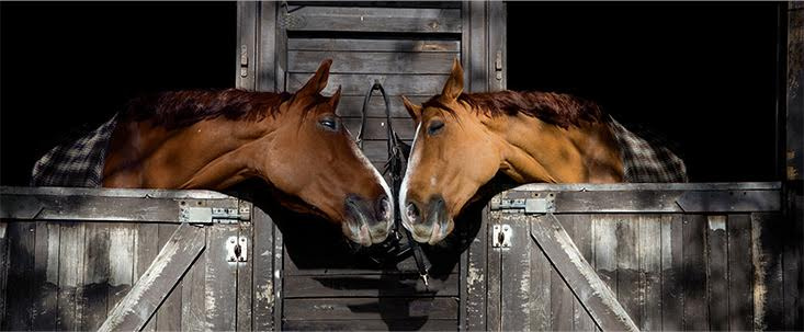 heart-horses