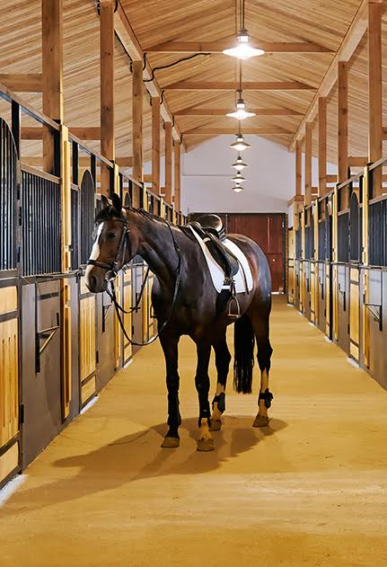 horse-indoors